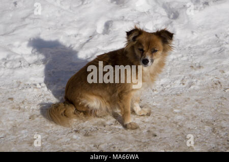 Rote Welpen Nova Scotia Duck Tolling Retriever in der Natur niedlich Stockfoto