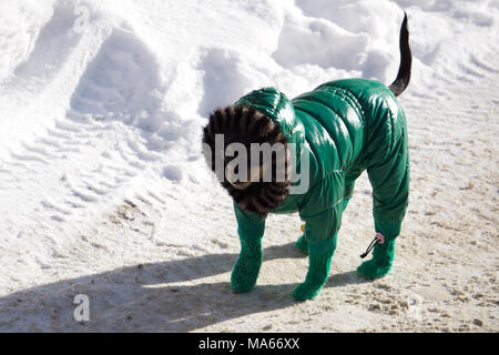 Schönen Yorkshire Terrier sitzt auf Schnee in Overalls, Winter, lächeln Sonnenuntergang Stockfoto