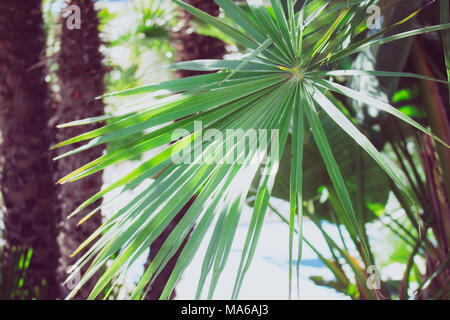 Palm. Palm Leaf an einem sonnigen Tag. Stockfoto