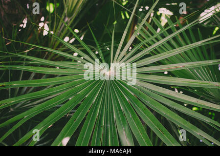 Palm. Palm Leaf an einem sonnigen Tag. Stockfoto