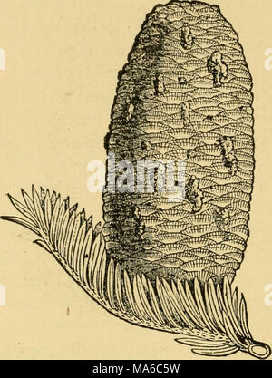 . Die Elemente der Forstwirtschaft, entworfen, um Informationen über die Pflanzung und Pflege von Bäumen für Ornament oder Gewinn- und geben Anregungen für die Gestaltung und Pflege von Wäldern, mit Blick auf die Sicherung der größte Vorteil für die längste Zeit, besonders auf die Wünsche und Bedingungen der Vereinigten Staaten angepasst zu leisten, Stockfoto
