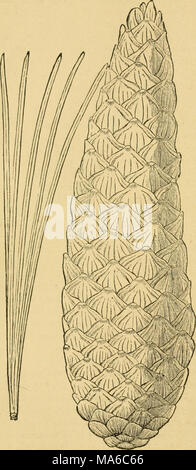 . Die Elemente der Forstwirtschaft, entworfen, um Informationen über die Pflanzung und Pflege von Bäumen für Ornament oder Gewinn- und geben Anregungen für die Gestaltung und Pflege von Wäldern, mit Blick auf die Sicherung der größte Vorteil für die längste Zeit, besonders auf die Wünsche und Bedingungen der Vereinigten Staaten angepasst zu leisten, Stockfoto