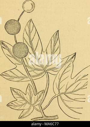 . Die Elemente der Forstwirtschaft, entworfen, um Informationen über die Pflanzung und Pflege von Bäumen für Ornament oder Gewinn- und geben Anregungen für die Gestaltung und Pflege von Wäldern, mit Blick auf die Sicherung der größte Vorteil für die längste Zeit, besonders auf die Wünsche und Bedingungen der Vereinigten Staaten angepasst zu leisten, Stockfoto