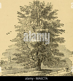 . Die Elemente der Forstwirtschaft, entworfen, um Informationen über die Pflanzung und Pflege von Bäumen für Ornament oder Gewinn- und geben Anregungen für die Gestaltung und Pflege von Wäldern, mit Blick auf die Sicherung der größte Vorteil für die längste Zeit, besonders auf die Wünsche und Bedingungen der Vereinigten Staaten angepasst zu leisten, Stockfoto