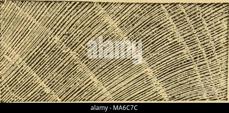 . Die Elemente der Forstwirtschaft, entworfen, um Informationen über die Pflanzung und Pflege von Bäumen für Ornament oder Gewinn- und geben Anregungen für die Gestaltung und Pflege von Wäldern, mit Blick auf die Sicherung der größte Vorteil für die längste Zeit, besonders auf die Wünsche und Bedingungen der Vereinigten Staaten angepasst zu leisten, Stockfoto