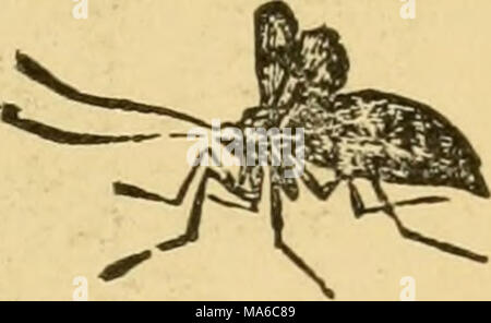 . Die Elemente der Forstwirtschaft, entworfen, um Informationen über die Pflanzung und Pflege von Bäumen für Ornament oder Gewinn- und geben Anregungen für die Gestaltung und Pflege von Wäldern, mit Blick auf die Sicherung der größte Vorteil für die längste Zeit, besonders auf die Wünsche und Bedingungen der Vereinigten Staaten angepasst zu leisten, Stockfoto