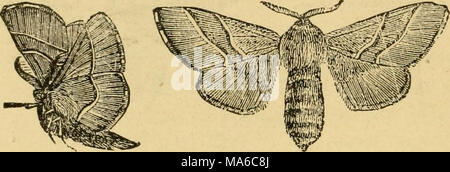 . Die Elemente der Forstwirtschaft, entworfen, um Informationen über die Pflanzung und Pflege von Bäumen für Ornament oder Gewinn- und geben Anregungen für die Gestaltung und Pflege von Wäldern, mit Blick auf die Sicherung der größte Vorteil für die längste Zeit, besonders auf die Wünsche und Bedingungen der Vereinigten Staaten angepasst zu leisten, Stockfoto