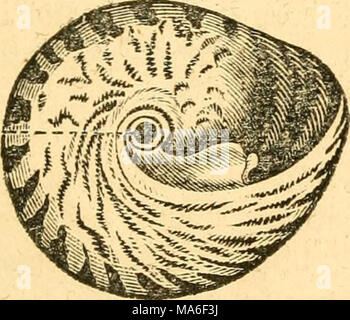 . Elemente der conchology/Vorbereitet für die Nutzung der Schulen und der Hochschulen Stockfoto