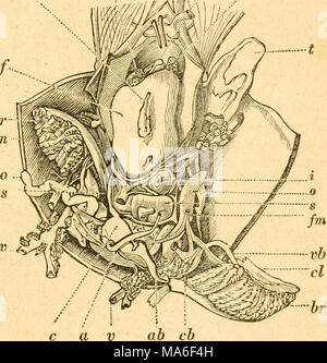 . Elemente der conchology/Vorbereitet für die Nutzung der Schulen und der Hochschulen Stockfoto