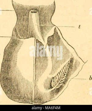 . Elemente der conchology/Vorbereitet für die Nutzung der Schulen und der Hochschulen Stockfoto