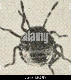 . Elementare Entomologie. Abb. 155. Die Harlequin Kohl - Bug, Erwachsene (natürliche Größe); c, Seitenansicht, Kopf mit Unterkiefer und Oberkiefer setae aus Schnabel; d, Eier mit neu Junge geschlüpft; e, Nymphen;/, ei Massen mit einem Ei schlüpfen und frisch geschlüpfte Nymphe auf der unteren rechten Masse scutellum vergrößert, so dass er nahezu das gesamte Abdomen und gibt den Fehler das Aussehen eines Käfers, für die Fre- gen von einem Anfänger verwechselt. Sie verschiedene Pflanzen und oft verletzen Beeren befallen, durch deren unangenehme Geruch Vermittlung, wie der Gestank - Bugs zu tun. Werk-Bugs. Die verbleibenden Familien von Het Stockfoto