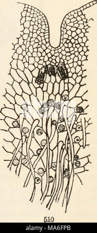 . Die Elemente der Botanik für Anfänger und für Schulen Stockfoto