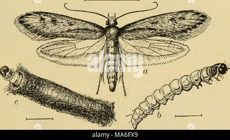 . Elementare Entomologie. Abb. 287. Der Fall - Kleidung Motte [Thiea pellionella). (Erweiterten) ein, Erwachsene;/', lar'a; c, Larve im Falle. (Nach Riley) Stockfoto