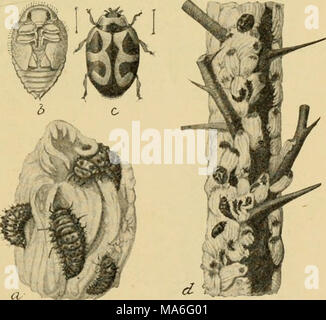 . Elementare Entomologie. Abb. 240. Australische Marienkäfer - ovms Käfer [N'lardiiia/ist), der Feind des weißen Skala. (Natürliche Größe) (7, Marienkäfer Larven fressen an erwachsene Frau und Ei sac;/', Puppe; c, erwachsene Marienkäfer; d, orange Zweig, mit Skalen und Marienkäfer. (Nach Marlatt, Landwirtschaftsministerium der Vereinigten Staaten von Amerika) Stockfoto