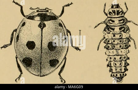 . Elementare Entomologie. Abb. 237. Die neun-beschmutzte Marienkäfer - Käfer {Kokken - tiella novemnotata), - Erwachsene und Larve (nach Chittenden) Familie ernähren sich von Pflanzen - Läuse, Skalen und anderen weichen Körper Insekten, sowohl als Erwachsene und als Larven und kann überall dort zu finden, wo ihre Beute reichen wird. Im Allgemeinen ist die gemeinsame Gelb oder Rot, Schwarz-gefleckte Arten ernähren sich von Pflanzen - Läuse, während die kleineren schwarzen Arten, mit roter oder weißer Flecken, Futtermittel auf Skalen markiert. So sind die Dame - Vögel unter den Kolonien der Anlage - Läuse, sie sind häufig falsch als Eltern der aphides genommen, und die fehlgeleiteten Züchter Stockfoto