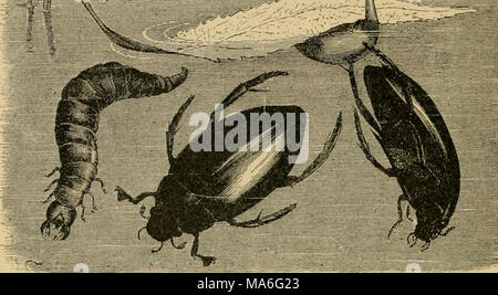 . Elementare Entomologie. Abb. 199. Wasser - scavenger Käfer [Ilydrophihis sp.), Larven, und besondere ei Masse auf Blatt (nach Brehm) Aas-Käfer {Silphidae). Wo immer ein totes Tier verlassen hat, ausgesetzt worden, die AAS-oder vergraben - Käfer gefunden werden kann einziehen. Die com-mon-AAS-Käfer der Gattung SilpJia sind. Umfassende, ovale Form, sehr flach, mit kleinen Köpfen, und Futter unter das Auto - Rion. Die begraben - Käfer I^NecropJionis) sind viel größer, von einem Zoll zu einem Zoll lang, mit dicken, Stout, der rechteckige Körper, und mit großen,.,.,,,,^,, Köpfe. Die gemeinsame Stockfoto