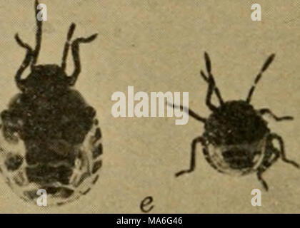 . Elementare Entomologie. f^ Abb. 155. Die Harlequin Kohl - Bug a, b, Erwachsene (natürliche Größe); r, Seitenansicht der Kopf mit Unterkiefer und Oberkiefer setae aus bealc; il, Eier mit neu Junge geschlüpft; e, Nymphen;/, ei Massen mit einem Ei schlüpfen und frisch geschlüpfte Nymphe auf der unteren rechten Masse scutellum vergrößert, so dass er nahezu das gesamte Abdomen und gibt den Fehler das Aussehen eines Käfers, für die Fre- gen von einem Anfänger verwechselt. Sie verschiedene Pflanzen und oft verletzen Beeren befallen, durch deren unangenehme Geruch Vermittlung, wie der Gestank - Bugs zu tun. Werk-Bugs. Die verbleibenden Familien Stockfoto