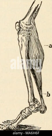 . Elemente der Biologie; ein praktisches Lehrbuch Korrelation von Botanik, Zoologie, und die menschliche Physiologie Stockfoto