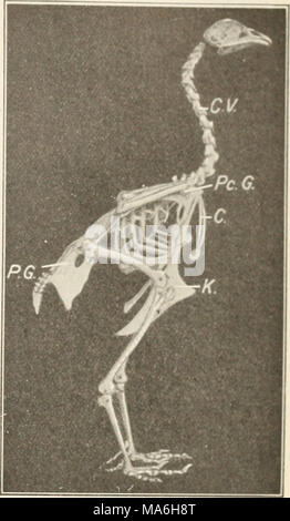 . Elemente der Biologie; ein praktisches Lehrbuch Korrelation von Botanik, Zoologie, und die menschliche Physiologie Stockfoto