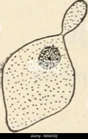 . Elemente der Biologie; ein praktisches Lehrbuch Korrelation von Botanik, Zoologie, und die menschliche Physiologie Stockfoto