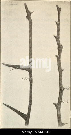 . Elemente der Biologie; ein praktisches Lehrbuch Korrelation von Botanik, Zoologie, und die menschliche Physiologie Stockfoto