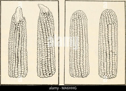 . Elemente der Biologie; ein praktisches Lehrbuch Korrelation von Botanik, Zoologie, und die menschliche Physiologie Stockfoto