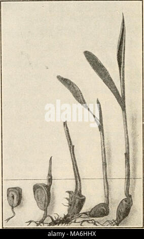 . Elemente der Biologie; ein praktisches Lehrbuch Korrelation von Botanik, Zoologie, und die menschliche Physiologie Stockfoto