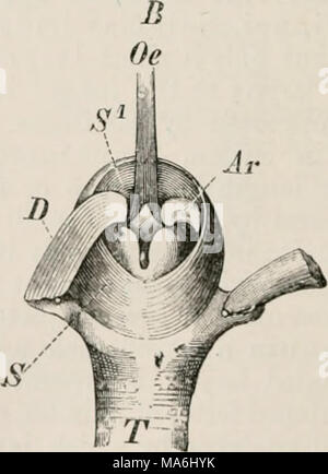 . Elemente der vergleichenden Anatomie der Wirbeltiere Stockfoto