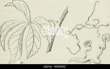 . Die Elemente der Botanik für Anfänger und für Schulen Stockfoto