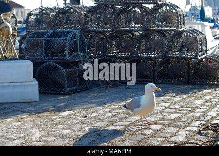 Reusen und Hummer pots Arbroath Hafen Stockfoto