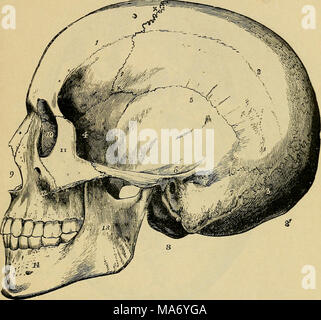 . Elementare Physiologie. Abb. 12.- seitliche Ansicht des Schädels. (Allen Thomson.) Stirnbein; 2, parietale Knochen am oberen zeitliche Linie; x x x x x X X, koronale Naht; 3, am Hinterhauptsbein; 3', externe Hinterhaupthöcker; 4, Sphenoid bone; 5, squamous Teil zeitlich; 6, gleich an der Wurzel des zygoma, sofort über den externen auditorischen Meatus; 7, mastoid Teil der zeitlichen, auf der Vorderseite ist das Mastoid Prozess; 8, links Kondylus aus Hinterhauptschuppe; 9, anterior nasal Aperture; ID, auf der lachrymal Knochen in der Innenwand der Umlaufbahn; 11, malar Knochen, in der Nähe der junctio Stockfoto