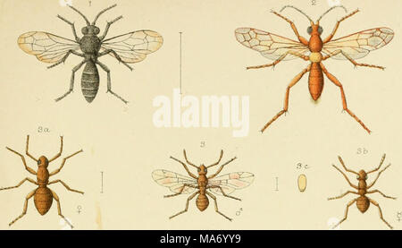 . Eine elementare Anleitung von Neuseeland Entomologie; eine Einführung in das Studium unserer einheimischen Insekten. Stockfoto