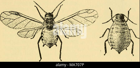 . Grundlegende Lektionen auf Insekten. Abb. 27. - Blattläuse; geflügelte und Flügellose Formen der gleichen Art. 3. Probieren Sie ein kontaktinsektizid, wie Nikotin sulfate, mit einer Kolonie von Treibhausgasen Blattläuse (siehe S. 146). Topfpflanzen im Fenster Garten wird oft liefern Blattläuse genug dafür. Die "SCHMIERE" kann gesprüht werden mit einem Zerstäuber, oder eine Kolonie auf einem schlanken schießen können in einer verdünnten Lösung getaucht werden. Hinweis das Ergebnis am nächsten Tag. B. in der Studie der erhaltenen Materialien. a. Die Erwachsenen mit einem Exemplar einer squash Bug oder ähnliche Fehler in Stockfoto