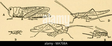 . Grundlegende Lektionen auf Insekten. Abb. 14.- Jumping Orthoptera. A, eine kurze-horned Grasshopper; B, a pygmy Gras-hopper; C, Katy - Tat; D, einen konischen Kopf heuschrecke ; E, ein Feld Kricket. Lasst uns unsere Studie der Gruppe mit einem der kurzen Hörnern Heuschrecken beginnen. Es gibt viele Arten diese und einige Arten können in jedem Mais Feld oder Wiese, wo Sie Kerben an den Rändern der Blätter der Mais und die Gräser Essen gefunden werden. Eine vertraute Grauen Arten steigt aus den staubigen Straßenrand auf unseren Ansatz, und fliegt auf Rauschenden Flügeln, die einen auffälligen gelben Rand hinter zeigen. Stockfoto