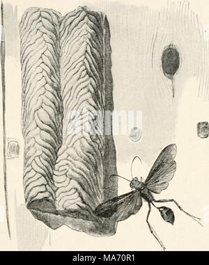 . Elementare Entomologie. Abb. 418. Schlamm - dauber Wasp (Pelopaeus sp.) und Nest. (Natürliche Größe) (nach Linville und Kelly) Holz, oder verwenden häufig die verlassenen Fuchsbau einiger anderer Insekten (wie einige der Bienen, die ähnliche Gewohnheiten haben), können Sie diese Bereitstellung mit Fliegen, Spinnen und Insekten. Die Echten Wespen (Vespind) kann sich von der Digger unterschieden - Wespen werden durch die Flügel auf dem Rücken wie ein Ventilator gefaltet im Ruhezustand ist und die Beine sind nicht zu graben, von Stacheln und Borsten angepasst. Der einsame - Wespen (Eumenidae) ähneln den Stockfoto