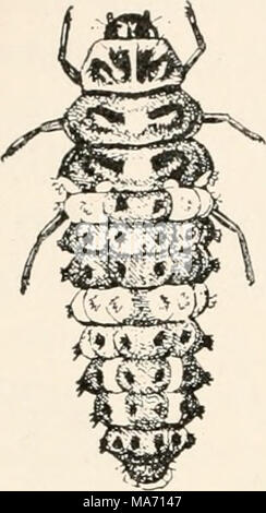 . Elementare Entomologie. Abb. 237. Die neun-beschmutzte Marienkäfer - Käfer (Kokken - nella noveninotata], - Erwachsene und Larve (nach Chittenden) Familie ernähren sich von Pflanzen - Läuse, Skalen und anderen weichen Körper Insekten, sowohl als Erwachsene und als Larven und kann überall dort zu finden, wo ihre Beute reichen wird. Im Allgemeinen ist die gemeinsame Gelb oder Rot, Schwarz-gefleckte Arten ernähren sich von Pflanzen - Läuse, während die kleineren schwarzen Arten, mit roter oder weißer Flecken, Futtermittel auf Skalen markiert. So sind die Dame - Vögel unter den Kolonien der Anlage - Läuse, dass Sie mis sind häufig - ^^^^^^^ Der aphides, und die fehlgeleiteten Züchter sorgfältig pic Stockfoto