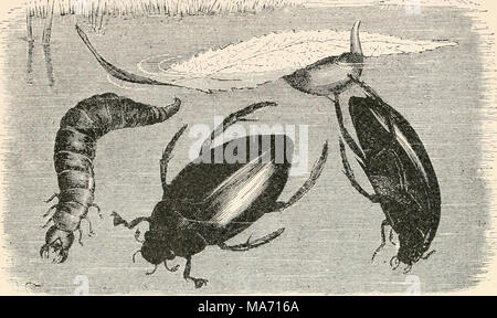 . Elementare Entomologie. Abb. 199. Wasser - scavenger Käfer (Hydrophilns sp.), Larven, und besondere ei Masse auf Blatt (nach Brehm) Aas-Käfer (Silphidae). Wo immer ein totes Tier verlassen hat, ausgesetzt worden, die AAS-oder vergraben - Käfer gefunden werden kann einziehen. Die com-mon-AAS-Käfer der Gattung Silpha sind einer breiten, ovale Form, viel abgeflacht, mit kleinen Köpfen, und Futter unter das Auto - Rion. Die begraben - Käfer (Necrophorus] wesentlich größer sind, von einem Zoll zu einem Zoll lang, mit dicken, Stout, der rechteckige Körper, und mit großen Köpfen. Die gemeinsame spe-Abb. 200. Ein bury Stockfoto