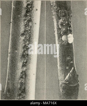 . Elementare Entomologie. Abb. 188. Pfirsich Zweige mit San Jose scale befallen. (Stark vergrößert) auf der linken Seite, großer Reife weibliche und kleinen Jungen Skalen werden in eine Nut der Zweig ein Cluster. Am Recht ist eine große weibliche Skala mit der Skala die richtige gezeigt hat, zeigt das Insekt unter. (Nach Britton) Shell), die sich auf apple und mehrere Schatten Bäume üblich ist; der San Jose scale, möglicherweise die größte Pest von Obstbäumen; die Rose Skala, gemeinsame auf Rosen, Himbeeren, und Blackberry Stöcke; und die verschiedenen flachen Waagen auf Palmen und anderen Treibhausgasen und Haus Pflanzen gefunden. Stockfoto