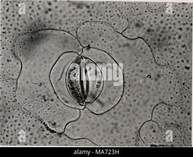 . Auswirkungen der Mineral Levels auf Physiologie und Morphologie der Pflanzen. Abbildung 12. -- Photomicrograph von spaltöffnungen der unteren Blatt Epidermis von mutierten Art der Portulaca Oleracea. (540 x) Stockfoto