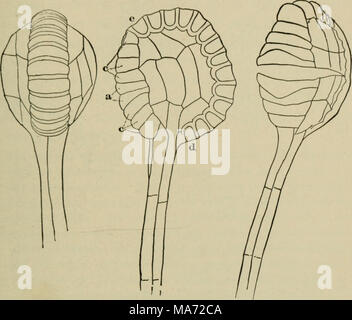 . Elementare Botanik. Abb. 210. Hintere, seitliche und vordere Ansichten der Farn sporangium. , Kreisring;&lt; Ich, Lippe Zellen. öffnet zwischen der Lippe Zellen auf der Vorderseite und die seitlichen Wände der sporangium sind direkt gegenüber. Die größere Masse der Sporen sind daher im oberen Ende der offenen Sporangium gehalten, und wenn das Außenrad hat fast auf sich selbst verdoppelt es plötzlich wieder in Position einrastet. Während einer Behandlung mit dem Glycerin wir alle diese Bewegung statt sehen können. Jede Zelle des Annulus agiert unabhängig, sondern oft auch alle Act in Concert. Wenn Sie nicht alle Act im Konzert, einige von ihnen Snap Stockfoto