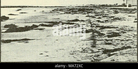 . Auswirkungen der Strand Auffüllen auf die Nearshore sand Fauna im Imperial Beach, Kalifornien. 10. Juni 1977 Stockfoto