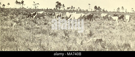 . Wirkung von Brennen auf Südflorida. Viehbestand in South Florida "aufgefrischt" für Rinder. Stockfoto