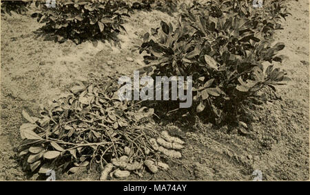 . Effektive Landwirtschaft; ein Text-Buch für den amerikanischen Schulen. Abb. 86. - Virginia Haufen Erdnüsse. tonseed Ölmühlen sind nun einige der Muttern für die südlichen Bauern zu vernichten. In vielen Bereichen der Verwendung von Erdnüssen ist als Live-Lager. Oft Saatgut als Erntegut zwischen den Maisreihen im letzten Anbau gepflanzt. Der Mais geschälter aus der ständigen Halme und Rinder werden in das Feld für die Blätter von Mais und die erdnuß Reben nach Futter zu suchen. Später Schweine werden in den Feldern drehte die Erdnüsse zu essen. Sie werden ernten, indem Sie die verwurzelung von der Erde. Wenn Erdnüsse sind gr Stockfoto