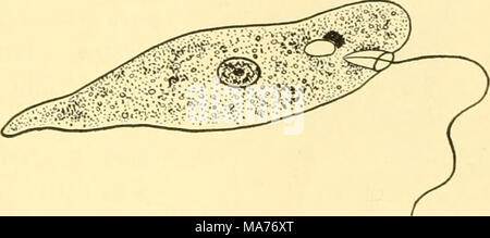 . Elementare Biologie; eine Einführung in die Wissenschaft des Lebens. Augen und Licht zu uns das Auge ist ein Organ zu sehen - das heißt, ein Mittel der Unterscheidung der Objekte, Formen, Farben, Schattierungen und Hghts auf Distanz. Deshalb ist es für uns schwer zu realisieren, erstens, wie Tiere über Mit-bekommen kann, wie nützlich oder - Gans, und zweitens, wie es möglich ist, empfindlich auf Licht und Schatten, ohne Augen zu werden. Doch viele ani-mals sind sehr Sensi- tive ohne Augen, und viele Tiere, die sich sehr gut mit - die Unterscheidung zwischen Licht und Finsternis. Wir haben bereits gelernt, dass Pflanzen sind sensit Stockfoto