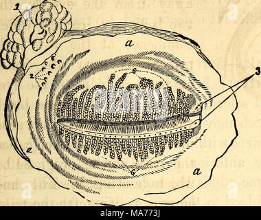 . Elementare Anatomie und Physiologie: für Hochschulen, Akademien und anderen Schulen. Stockfoto