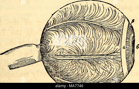 . Elementare Anatomie und Physiologie: für Hochschulen, Akademien und anderen Schulen. Choroid Schicht des Auges. 1, geschwungene Linien markieren die Anordnung der Vena? - Vorti cosae. 2, 2, Ciliary Nerven. 3, eine lange Ciliary Arterie und Nerv. 4, Ciliary Ligament. 5, Iris. 6, Schüler. 632. Was drei Portionen ist der Aderhaut Mantel zusammen? Ihre Namen geben. De-Schreiber der Iris. Stockfoto