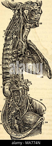 . Elementare Anatomie und Physiologie: für Hochschulen, Akademien und anderen Schulen. drehen. 34, Globus des Auges. Der Atlas auf dem Steißbein, kommunizieren mit den spinalen Nerven durch zwei kleine Fasern (siehe Abb. 328), und die Zweige um alle inneren Organe und Eingeweide. Zweige und Ganglia werden auch zwischen den Knochen des Schädels und der Gesicht gefunden. Die Zweige, die sich auf die inneren Organe sind accom Gesellschaft die Arterien zu den Gleichen, bilden ein Netz- werk Große Sympathische. 1, Plexus auf die Halsschlagader in die Halsschlagader Foramen. 2 sechster Nerv (Motor Externum). 3, erste Zweig o Stockfoto