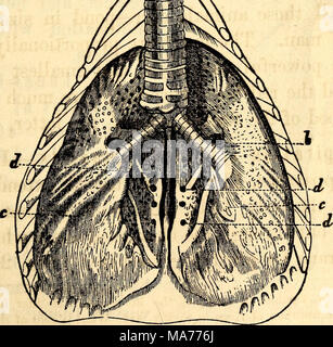 . Elementare Anatomie und Physiologie: für Hochschulen, Akademien und anderen Schulen. Pulmonale Apparat einer Taube, wie zum Entfernen der vorderen Wand des Thorax, ein. Luftröhre, b. Bronchien, C. Lungen, d. Öffnungen der Kommunikation mit Air-Cells. 12* Stockfoto