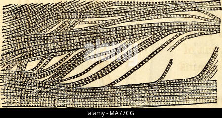. Elementare Anatomie und Physiologie: für Hochschulen, Akademien und anderen Schulen. Fibrillen der menschlichen Muskulatur. Was ist der Sarcolemma? Auf welches Element der Muskel ist dies wollen? 230. Die zwei Klassen der Muskeln geben. Stockfoto