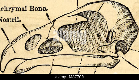 Anatomie des Adlers